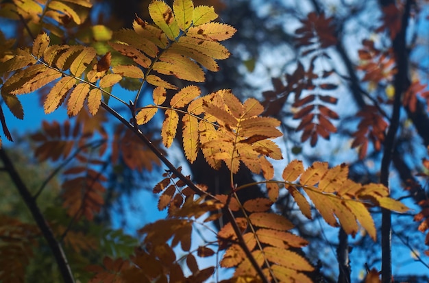 Vista del bosque europeo de otoño, serbal de hojas amarillas