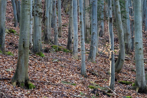 Vista del bosque de hayas de troncos de árboles de haya