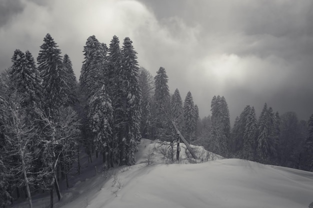 Vista del bosque de invierno de montaña en la nieve.