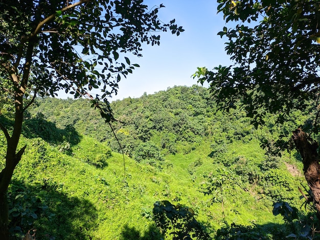 Una vista del bosque desde lo alto de la colina.