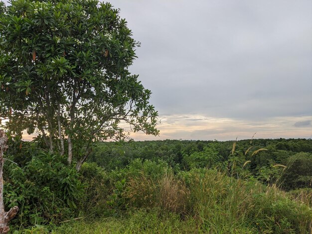 Una vista del bosque desde lo alto de la colina.