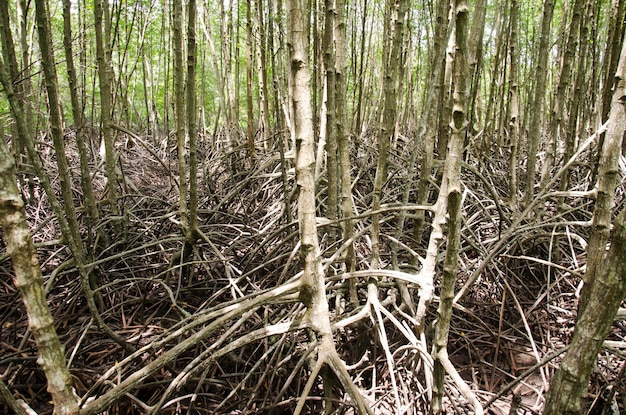 Vista del bosque de manglares o bosque intermareal en el estuario de un río en Golden Mangrove Field nombre tailandés Tung Prong Thong Forest ciudad local de Pak Nam Prasae en Rayong Tailandia