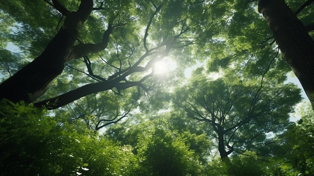 una vista de un bosque con muchos árboles y el sol brillando a través de las hojas generativa ai