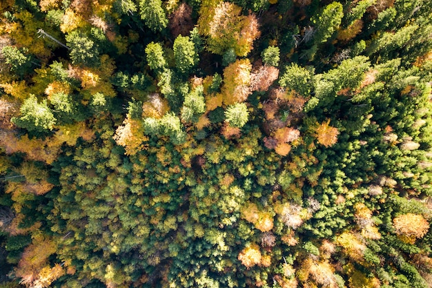 vista de un bosque otoñal verde y amarillo con árboles