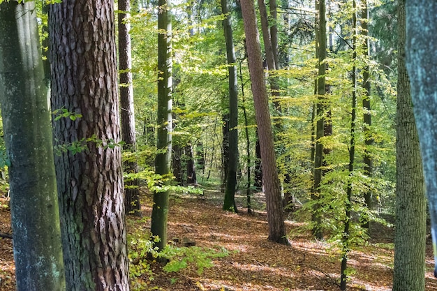 Vista del bosque de otoño en un día soleado