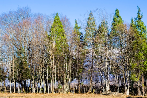 Vista del bosque y paisaje de Georgia. Naturaleza invernal. Cuerpo de árbol.