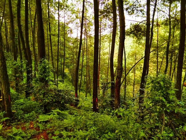 Foto vista de un bosque de pinos en un bosque tropical