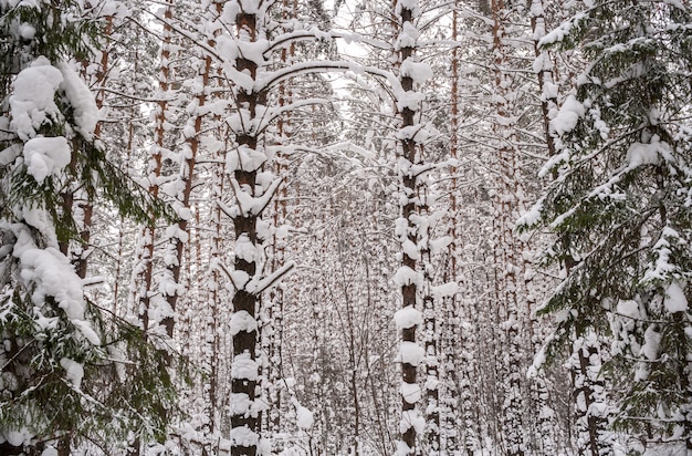 Vista del bosque de pinos impenetrables gruesos cubiertos de nieve. Derecha e izquierda - altos abetos.