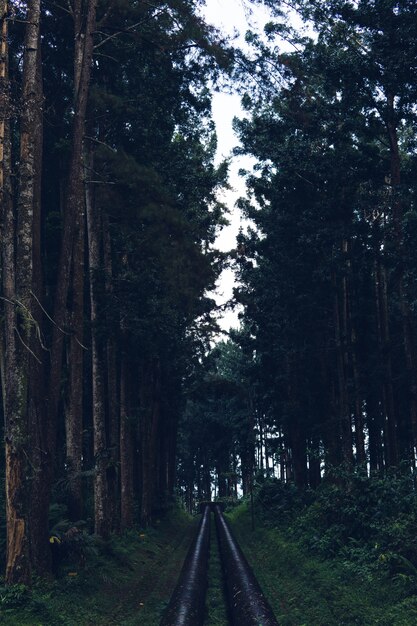 vista del bosque de pinos en una tarde sombría