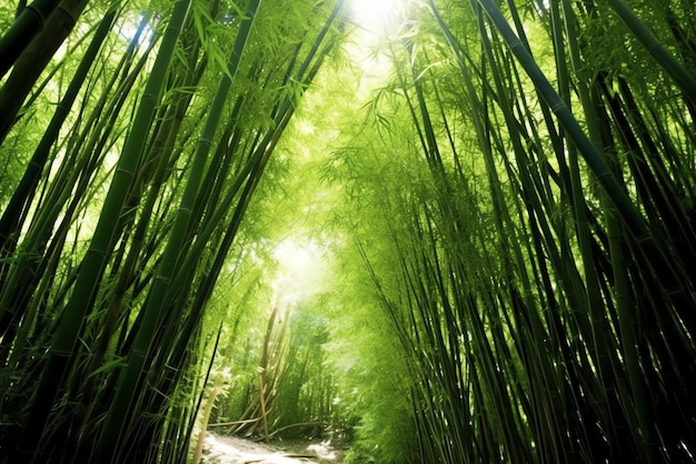 Vista del bosque tropical de bambú verde botánico a la luz del día Bosque de bambú oriental en china japonés