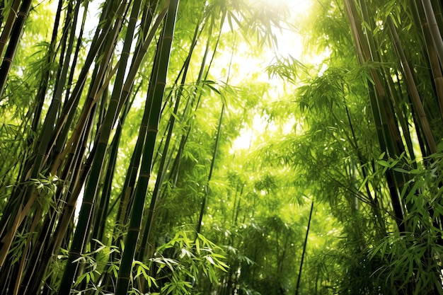 Vista del bosque tropical de bambú verde botánico a la luz del día Bosque de bambú oriental en china japonés