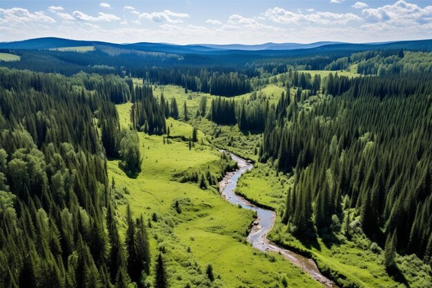 vista del bosque verde