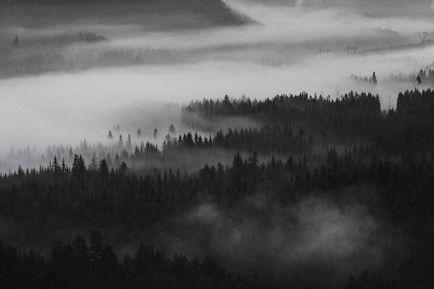 Vista de los bosques brumosos en Noruega