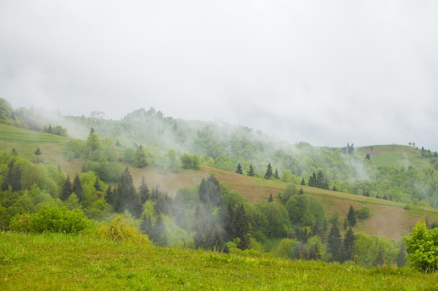 Vista brillante del entorno de verano con bosque verde y niebla por encima de las altas montañas