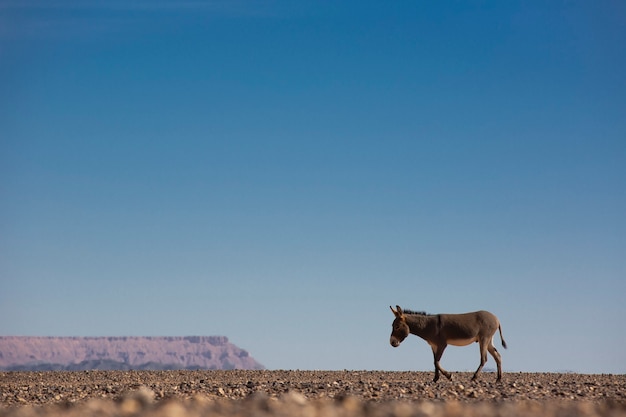 Vista de un burro en Merzouga Marruecos