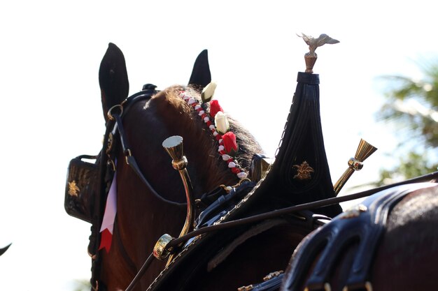 Foto vista del caballo desde un ángulo bajo