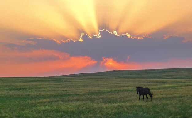 Foto vista del caballo en el campo durante la puesta del sol