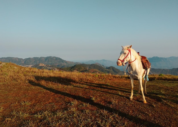 Vista de un caballo en el campo.