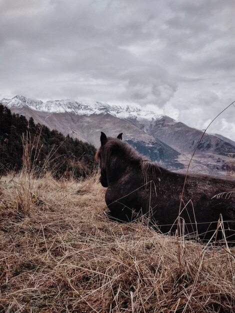 Foto vista de un caballo en el campo