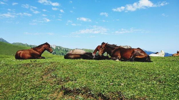 Foto vista del caballo en el campo