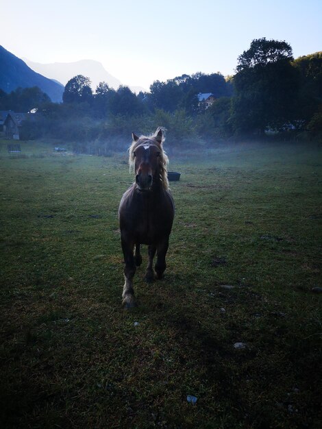 Foto vista de un caballo en el campo