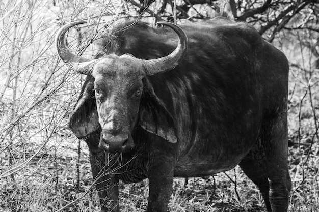 Foto vista de un caballo en el campo