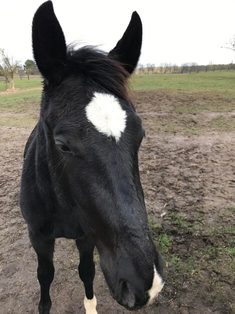 Foto vista de un caballo en el campo