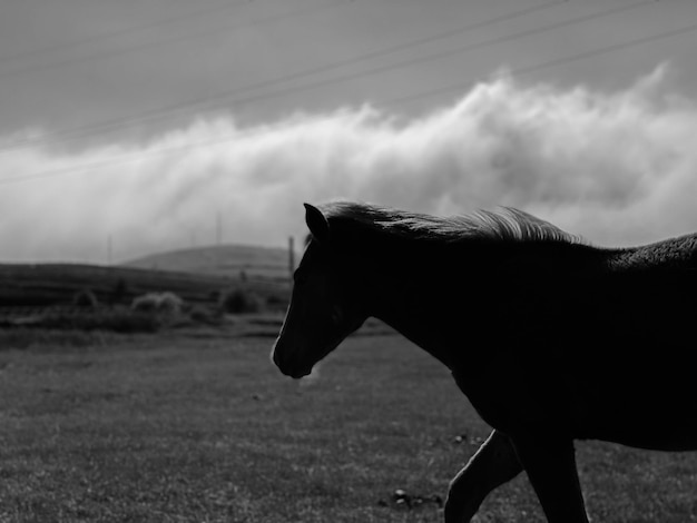 Foto vista de un caballo en el campo