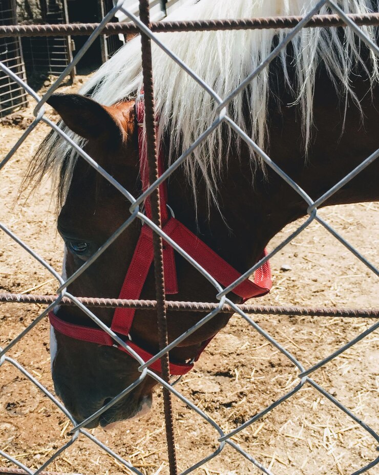 Foto vista de un caballo en el campo