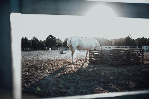 Foto vista del caballo en el campo