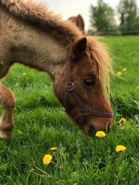 Vista de un caballo en el campo