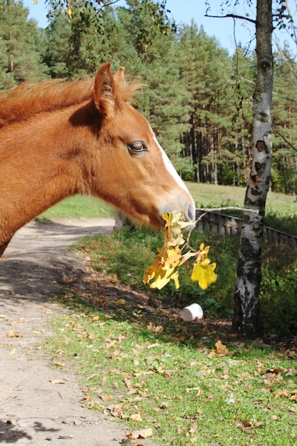 Foto vista de un caballo en el campo