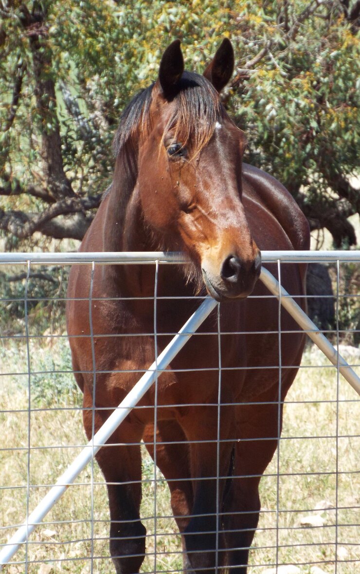 Foto vista del caballo en el campo