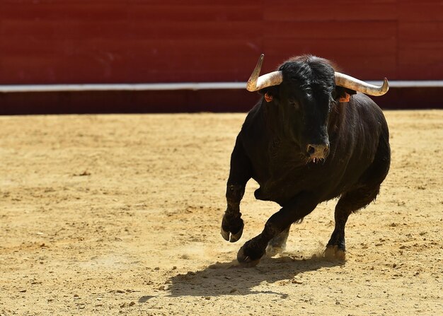 Foto vista de un caballo en el campo