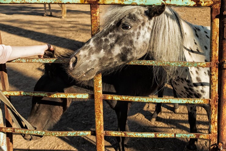 Foto vista de un caballo en el corral