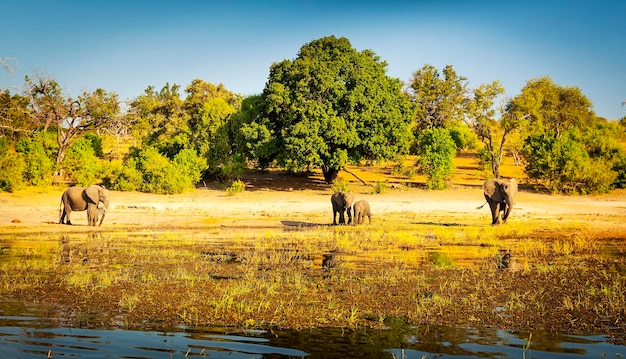 Foto vista de un caballo en el lago