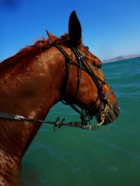 Foto vista de un caballo en el mar