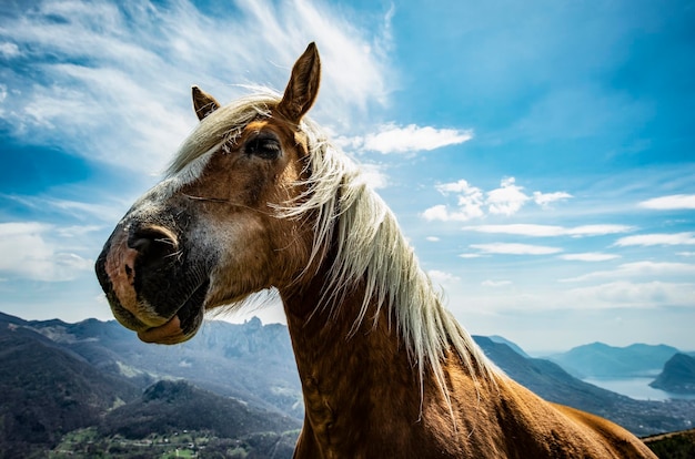 Foto vista de un caballo en la montaña contra el cielo