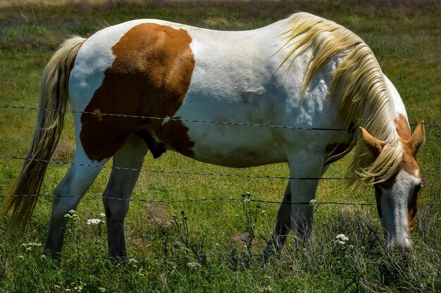 Foto vista de un caballo pastando en el campo