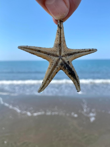 Foto vista de un caballo en la playa