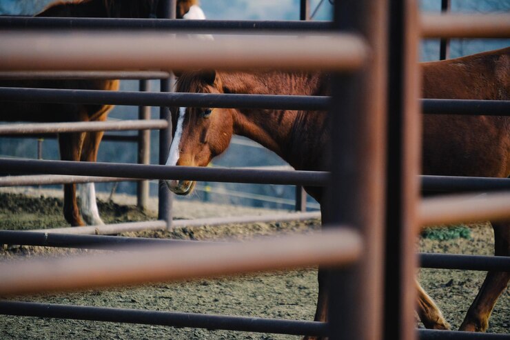 Foto vista del caballo en el rancho
