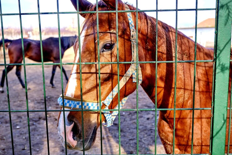 Foto vista del caballo en el rancho