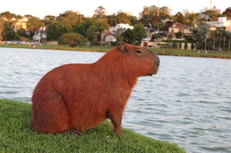 Foto vista de un caballo en el río