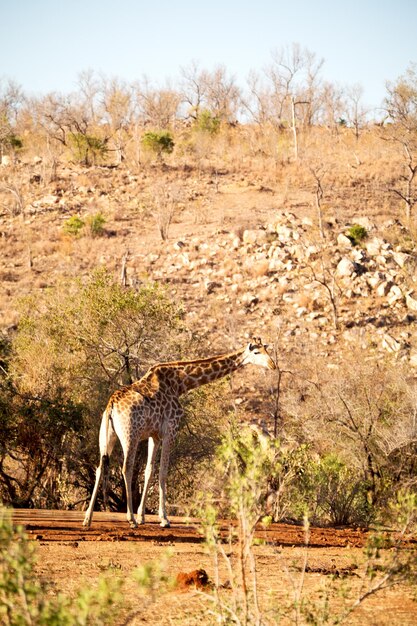 Foto vista del caballo en tierra