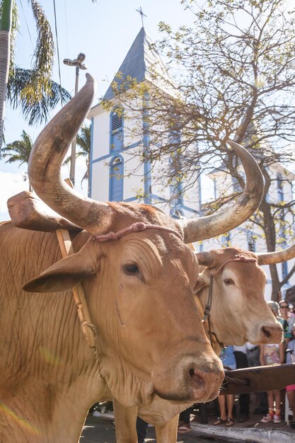 Foto vista de un caballo