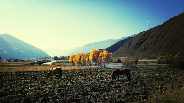 Vista de caballos pastando en el campo