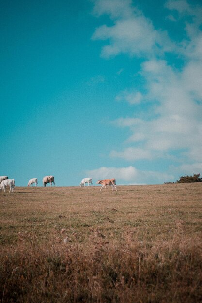 Foto vista de caballos pastando en el campo