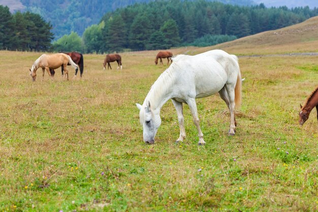 Vista de caballos pastando en las verdes montañas, Tusheti, Georgia. Viaje