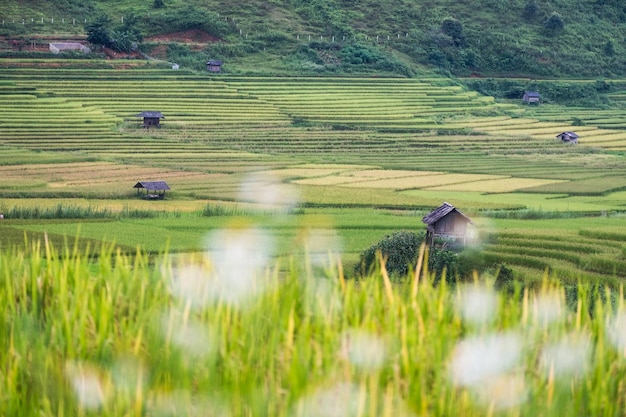 Vista de la cabaña de la tribu en el campo de arroz