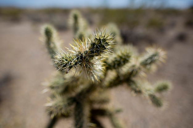 Vista de un cactus en el desierto de Arizona